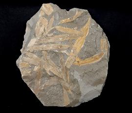 Podozamites distans (PRESL in STERNBERG 1838) - Bild © FossNet FossilienStore